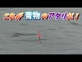 のませ釣り青物連発!ウキのアタリの瞬間にアドレナリン全開