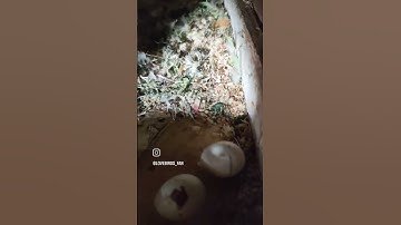 #birds #india #lovebirds #aviary #parrot #budgies #lovebirdsfan #albino #dunfallow #reels