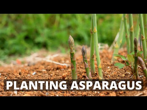 Video: Asparagus Crown Rot - Pelajari Tentang Fusarium Crown Rot Of Asparagus