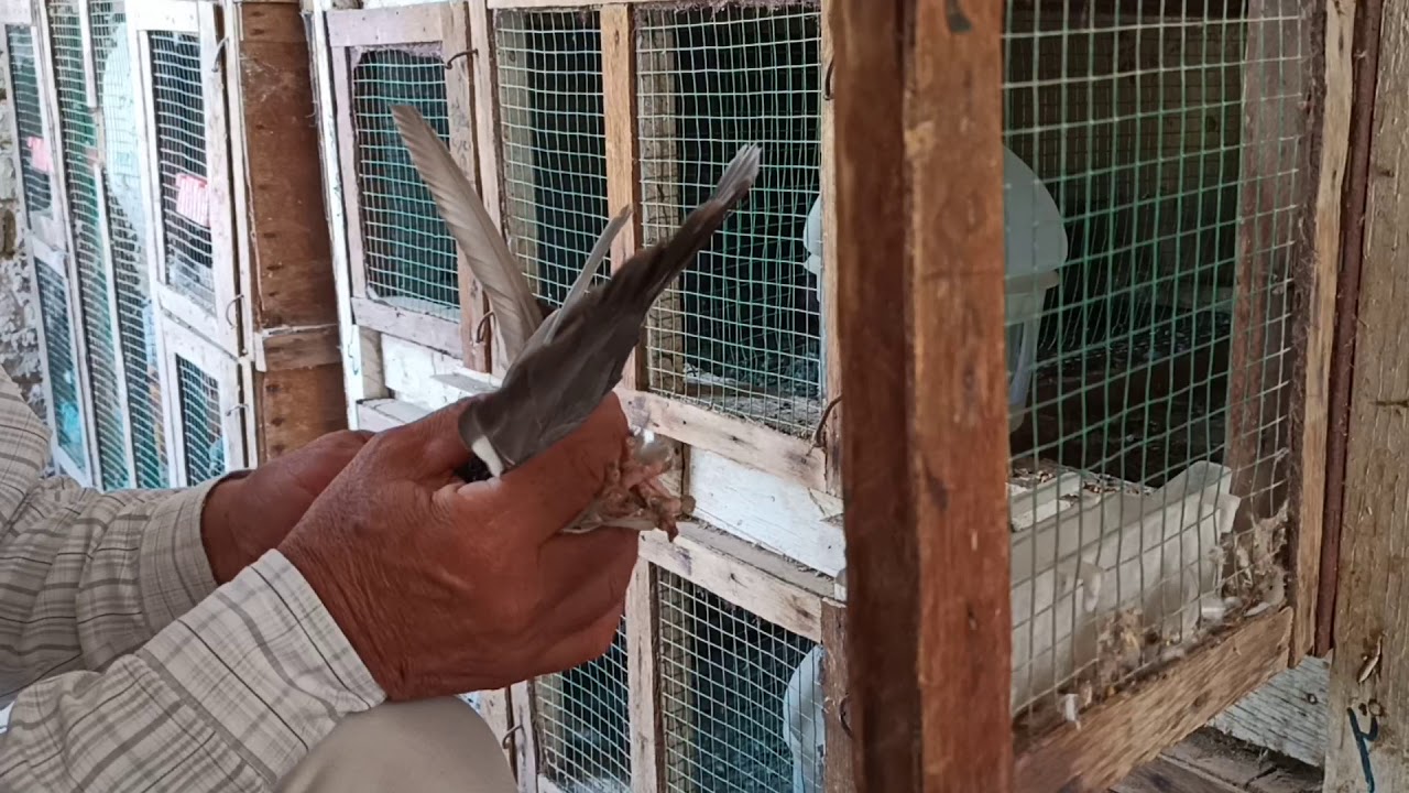 الازرك العراقي الطيار من حلال ابو محمد الموسوي