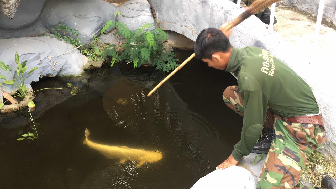 Watch Oh my got Big Fish Color White in cambodia | ធ្លាប់ឃើញទេ? ត្រីព៌ណស វាកម្រមានណាស់ on YouTube Watch Oh my got Big Fish Color White in cambodia | ធ្លាប់ឃើញទេ? ត្រីព៌ណស វាកម្រមានណាស់ on YouTube