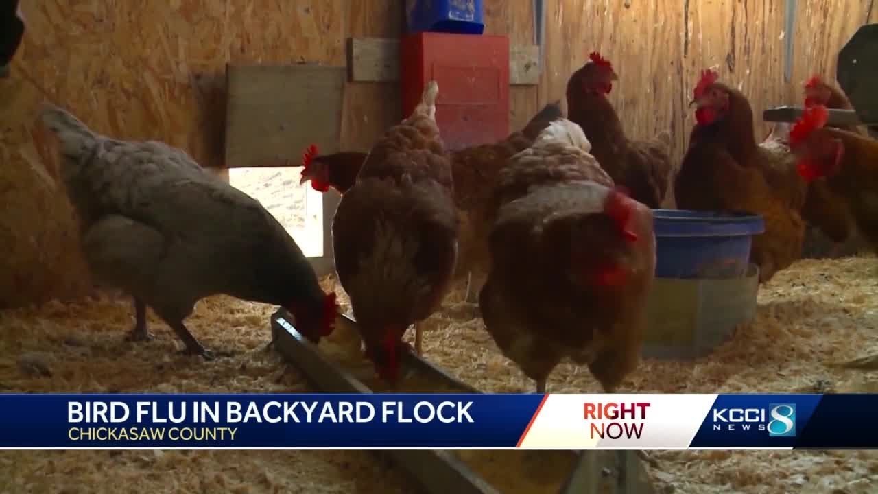 Bird flu found in Iowa backyard flock YouTube