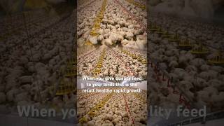 How to know the benefits of quality feed #feeed#quality
