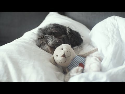 Bacon the Shih Tzu Home Alone with Petcube Pet Camera
