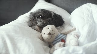 Bacon the Shih Tzu Home Alone with Petcube Pet Camera