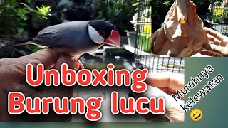 Beli Burung murah lucunya luar biasa#burung Gelatik jawa#belong