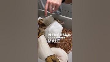 NEW snake breeding idea! Have any of you tried this and have success with it? #ballpython #reptile