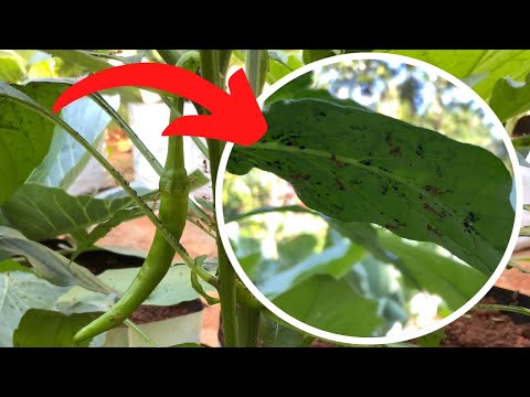 How to get rid of Aphids on chilli plants - YouTube
