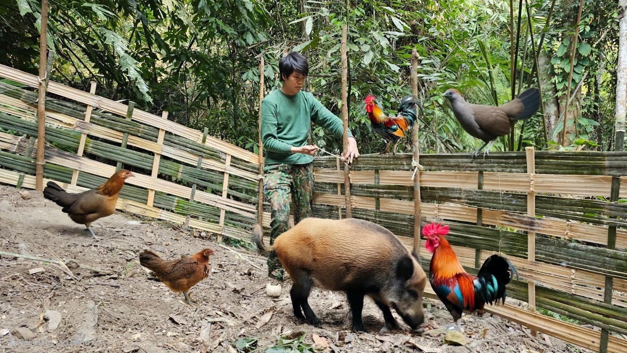 farming in the forest, reclaiming land for vegetable gardens, wild life