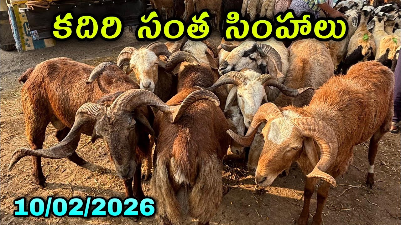 కదిరి సంత ప్రతి మంగళవారం పొట్టేళ్ల ధరలు#kadirimarket #కదిరిసంత #goatfarmingbusiness 