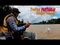 Trolling Pontianak Sungai Pahang (Ikan Begahak)