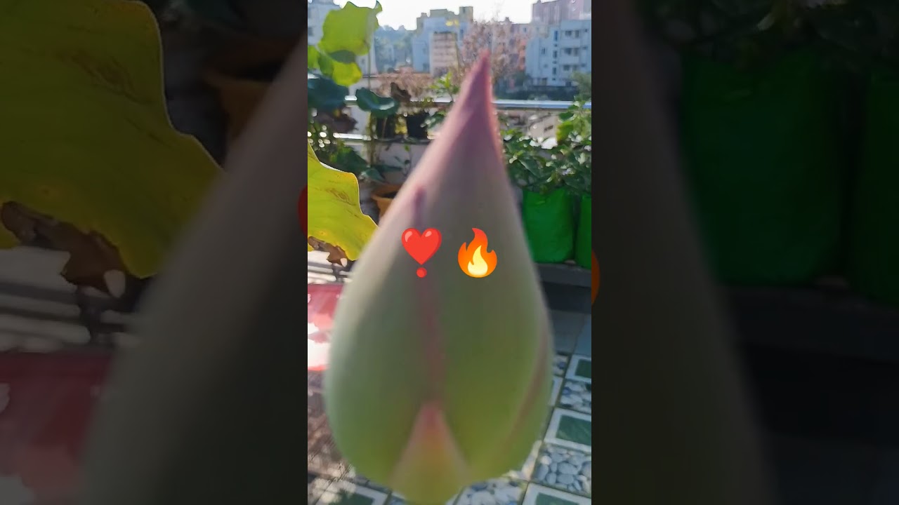 Tropical lotus #Akhila💯📈