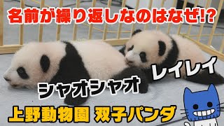 上野動物園のシャオシャオとレイレイ！パンダが繰り返し名なのはなぜ？？【マスクにゃんニュース】