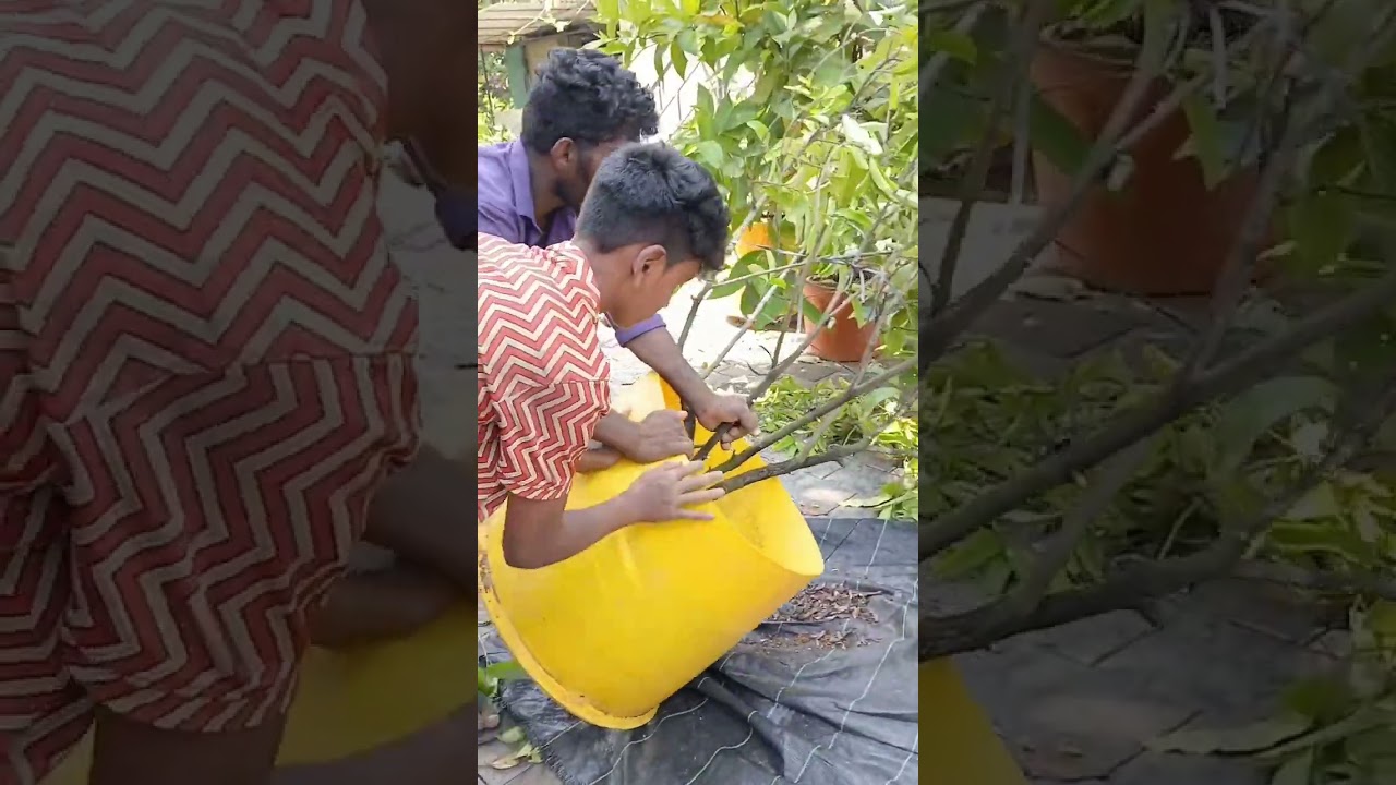 വലിയ പ്ലാന്റുകളെ ഡ്രമ്മിൽ നിന്ന് എങ്ങനെ റിപ്പോട്ട് ചെയ്യാം