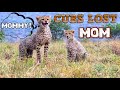 Cheetah Cubs Lost Track Of Mom &amp; Call For Her | All Cheetahs Make Birds Sounds To Avoid Predators