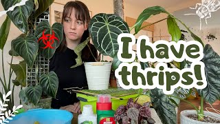 I have THRIPS  How To Get Rid Of Them FAST STEP by STEP Treatment, Pest Prevention, Extra Tips