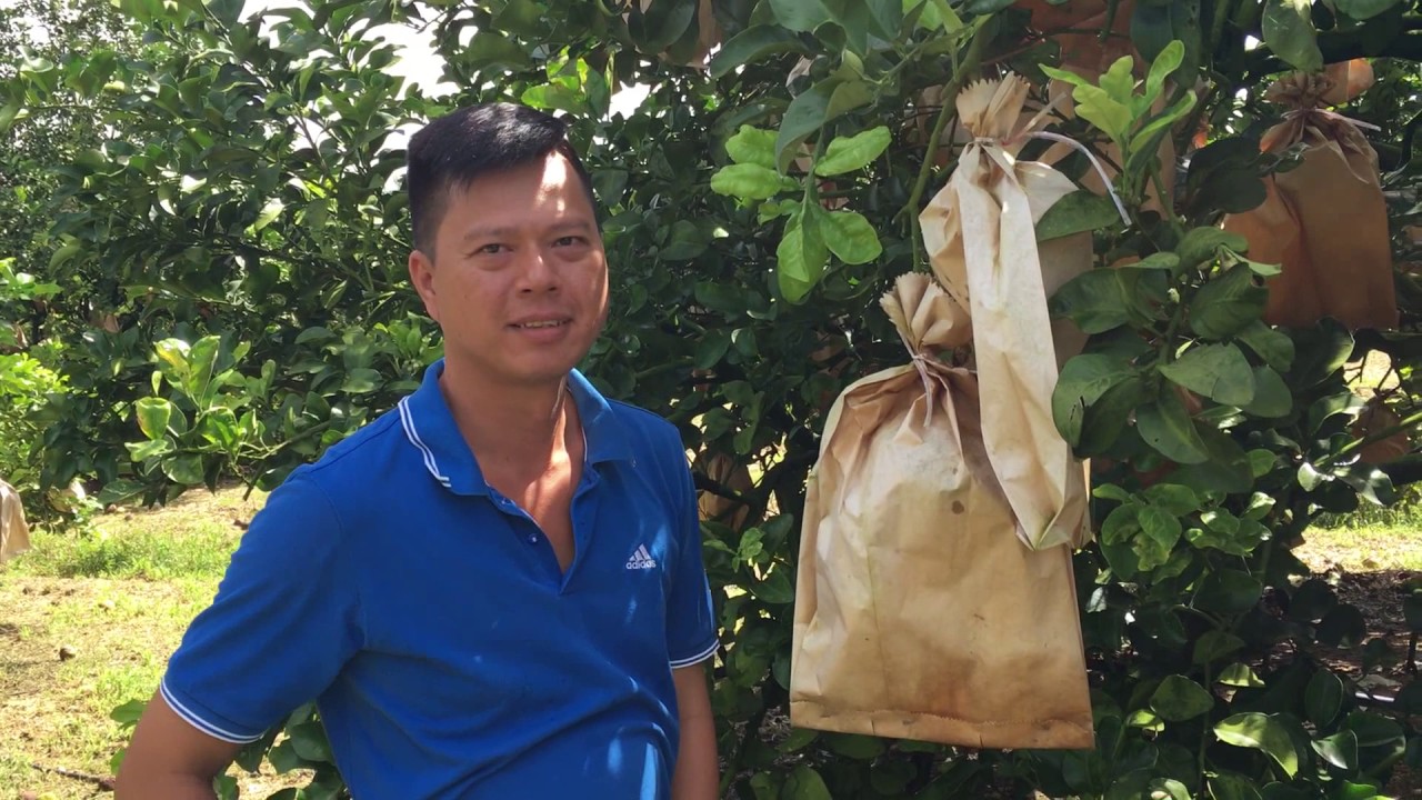 Pomelo Farm Visit YouTube