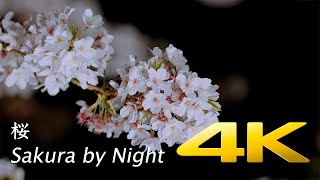 Sakura by Night - Shizuoka - 桜 - 4K