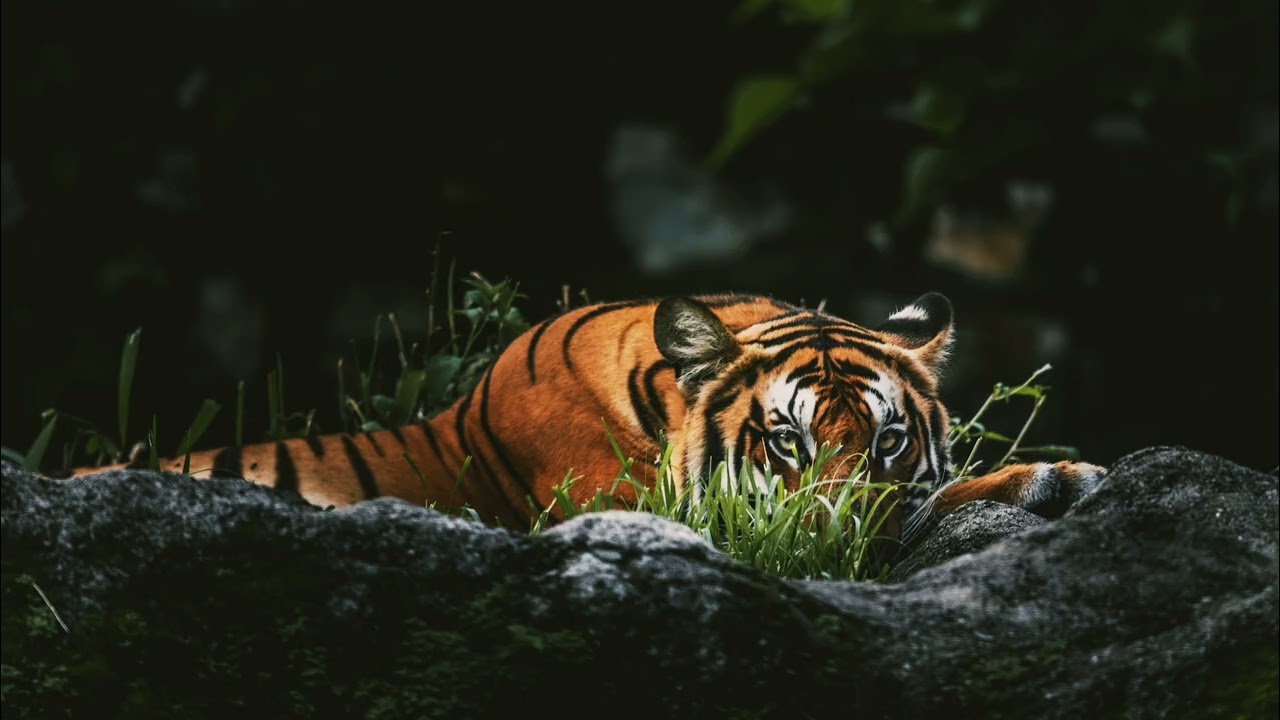 Говорить правду отталкивает лживых людей и привлекает настоящих 👑✨️