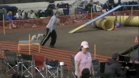 Forrest's First Agility Trial in Oregon.m4v