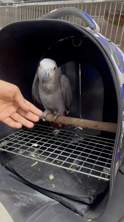 Fully tame African grey parrot available in wajid exotic pets #birds #exotic #pets #bird
