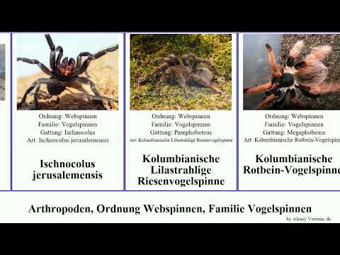 Arthropoden, Ordnung Webspinnen, Familie Vogelspinnen tapinauchenius arthropoda versicolor gigas