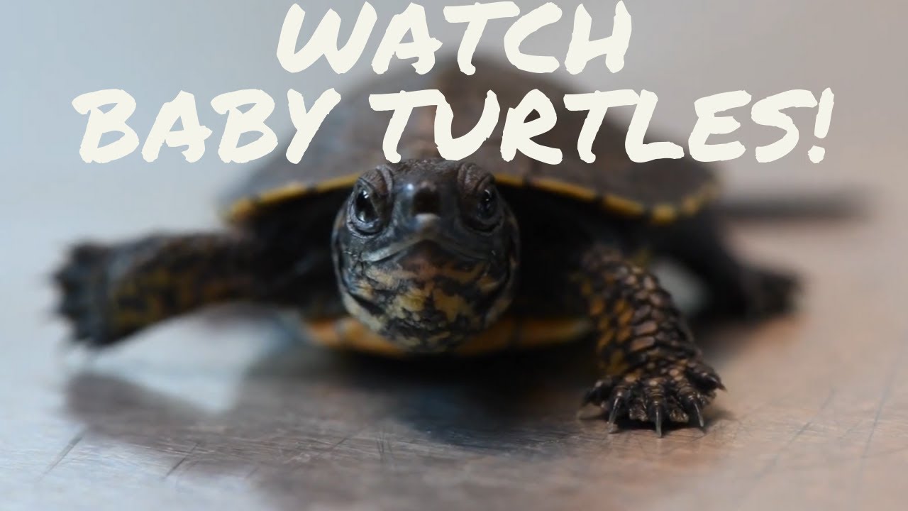 WATCH: Baby turtles at the Oregon Zoo - YouTube