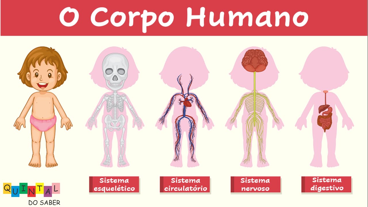 O CORPO HUMANO PARA CRIANÇAS