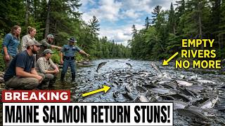 Maine Just Reintroduced 4,000 Atlantic Salmon Into Empty Rivers — What Returned Stunned Biologists