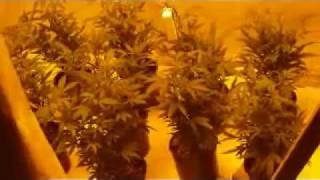 ROMULAN GROW ON ITS WAY!!!