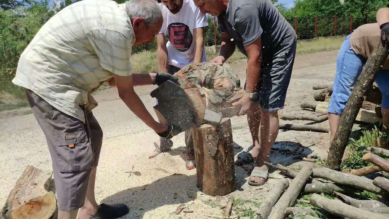 10m steri tăiați cu Husqvarna 550 Mark 2 -Ultima parte