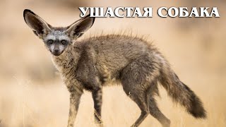 Big Eared Fox: The Good African Fox | Interesting facts about foxes