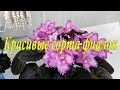 Красивые сорта фиалок(Выпуск №1)