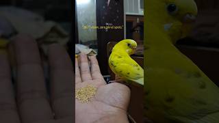 “360° vision, zero blind spots.”#reels #trending #viral #birds #shortvideos #life #hack #love #memes