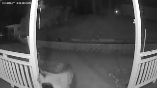 Surveillance video captures roaming mountain lion in Pollock Pines
