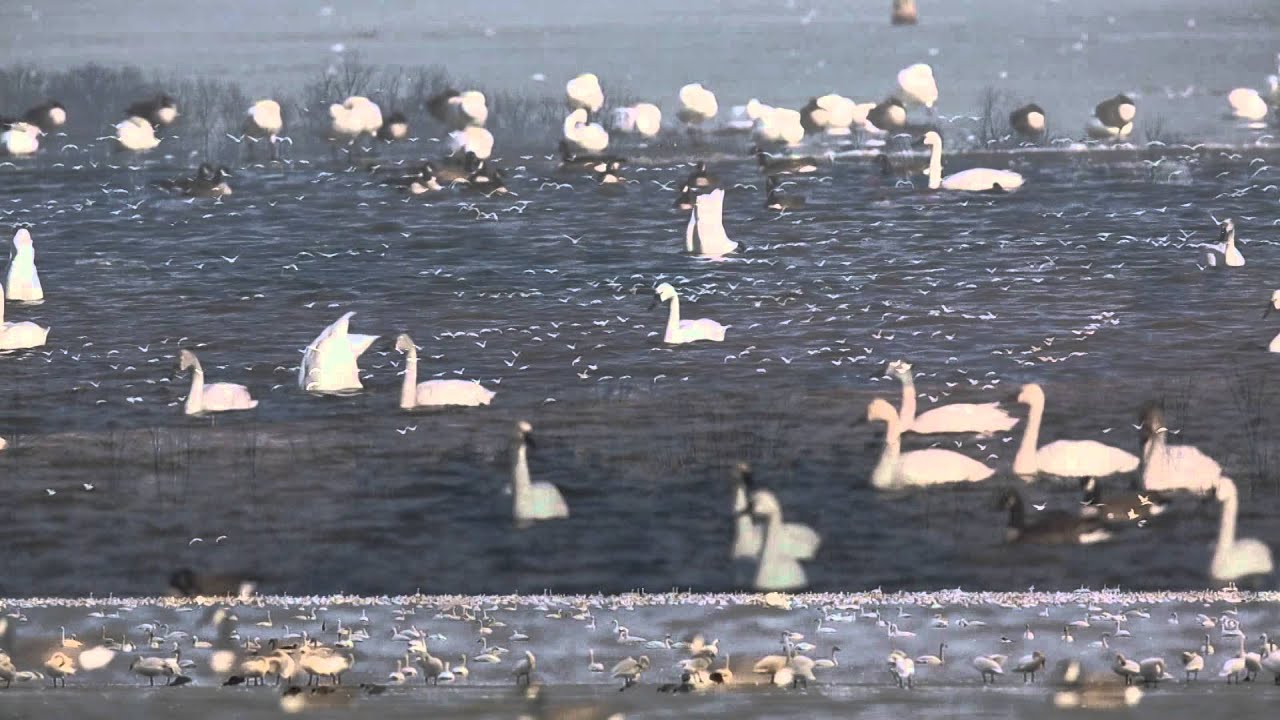 2014 Snow Geese & Tundra Swans Migration at Middle Creek YouTube