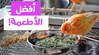 تعرف على الأطعمة التي أعطيها لطيور الكناري