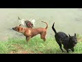 OMKO-THAI-RIDGEBACK A Salty Dog! 3 pups left! の動画、YouTube動画。