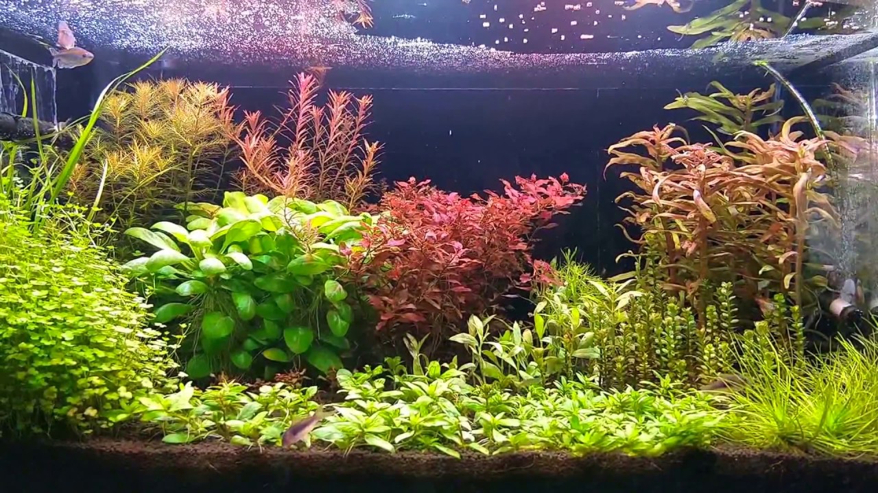 Aquatic colors YouTube