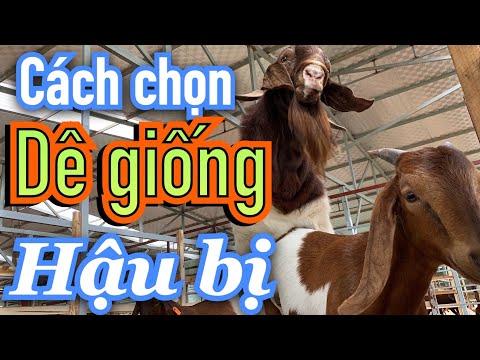 DÊ GIỐNG HẬU BỊ ,CÁCH CHỌN DÊ SINH SẢN