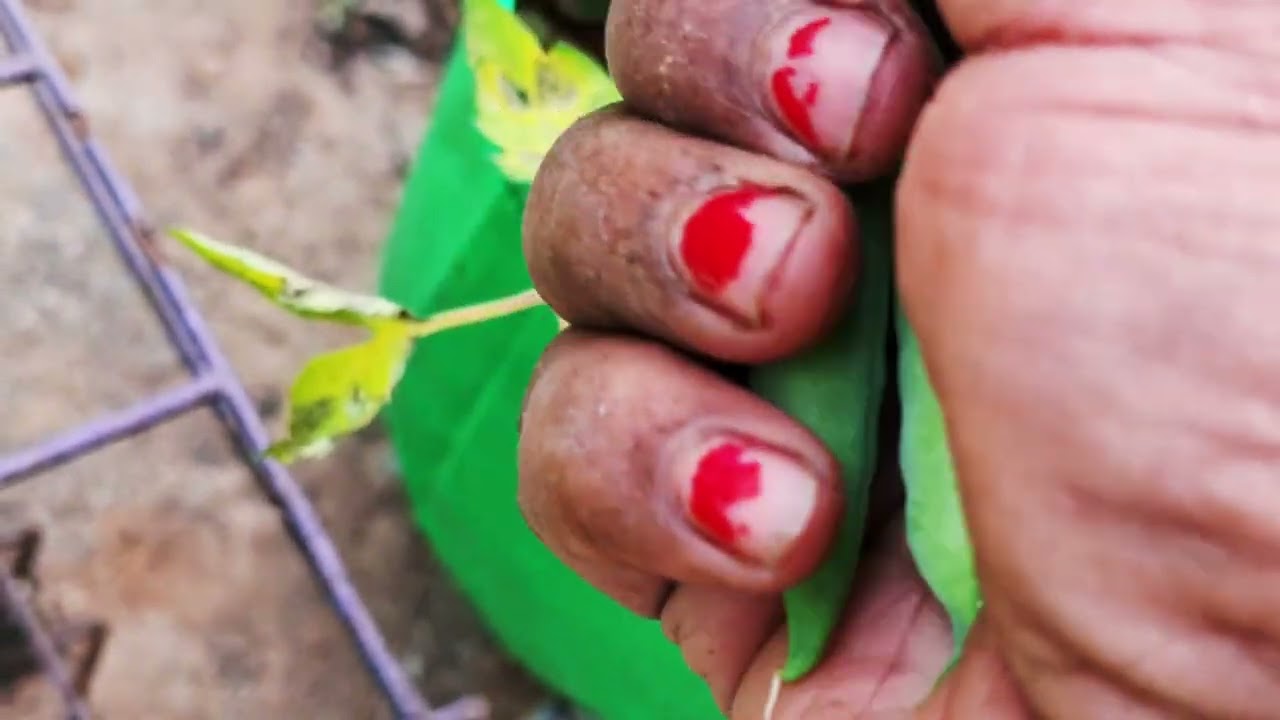 #matar ka plant kab or kaise lagaye, uska mitti kaise banaye 