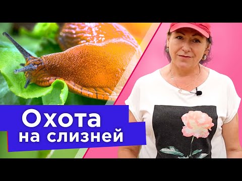 ИЗБАВЬТЕСЬ ОТ СЛИЗНЕЙ БЕЗ ХИМИИ БЫСТРО И ВЕСЕЛО! Эффективные способы борьбы со слизнями для каждого