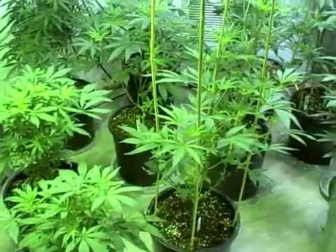 Daves Room House Garden Nutrients Tahoe Og Girl Scout