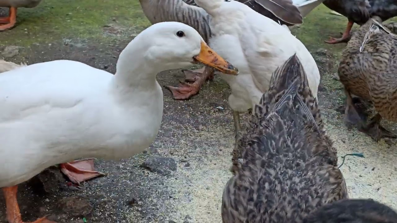 Gansos y patos ( iniciando con su puesta de huevos) 🪿🦆