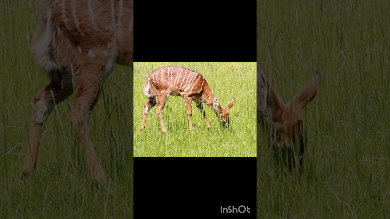 Deer on the grass                    Native grass for deer 