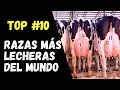RAZAS DE VACAS MAS LECHERAS DEL MUNDO/TOP 10/GANADERIA LEYTON/RICHARD LEYTON