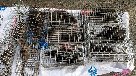 Săn Lùng Loài Chuột Cống Nhum To Khủng