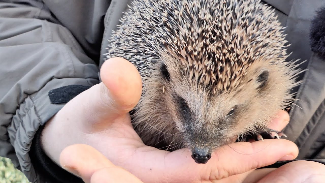 Igel aufpäppeln