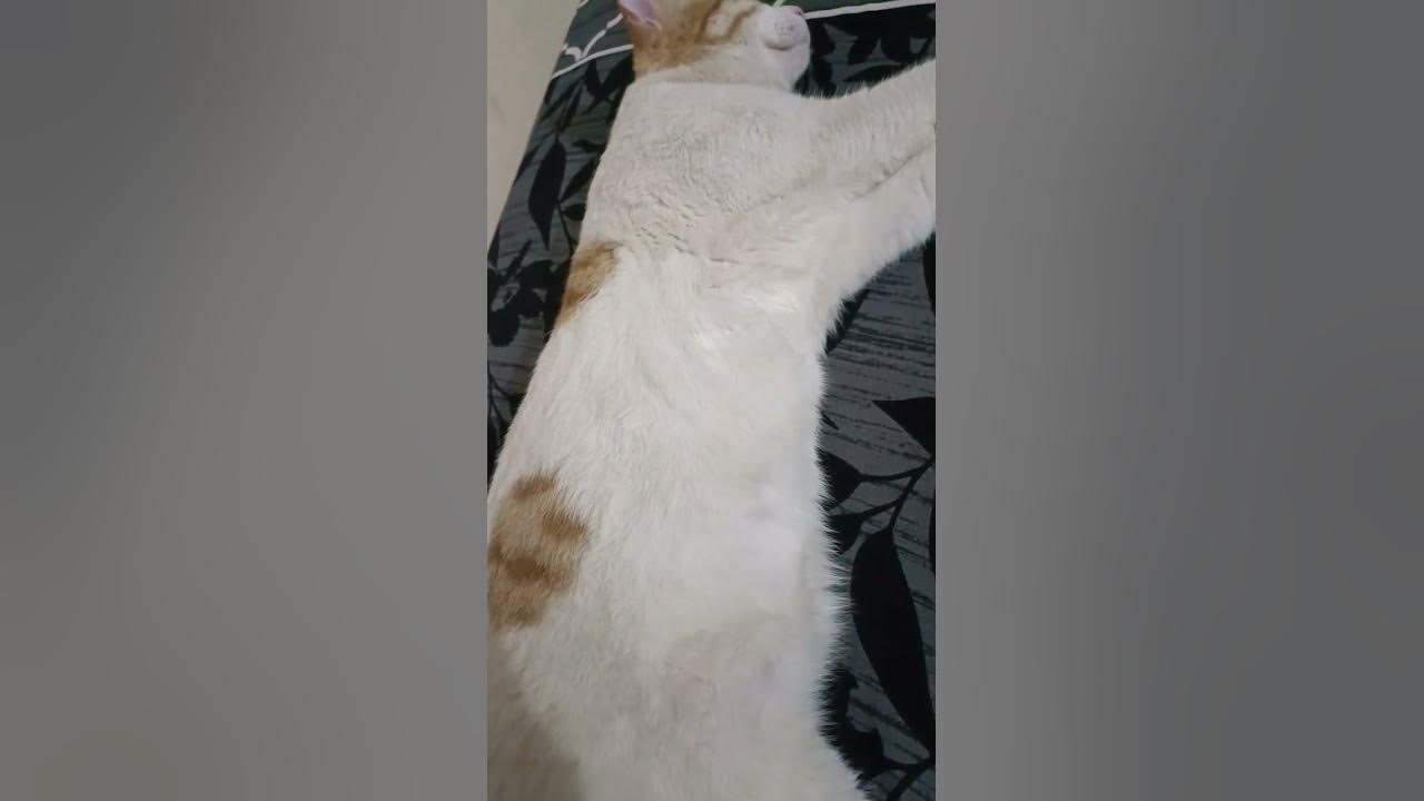 is-my-cat-breathing-ok-youtube
