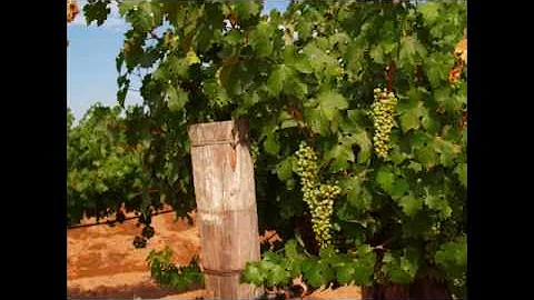 The Vineyard. A new Novel by Patricia Mahon